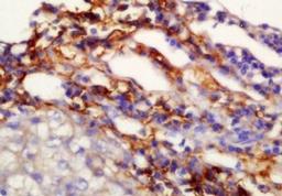 Immunohistochemical analysis of formalin-fixed paraffin embedded mouse pancreas tissue using TMEM49 antibody (dilution at 1:200)