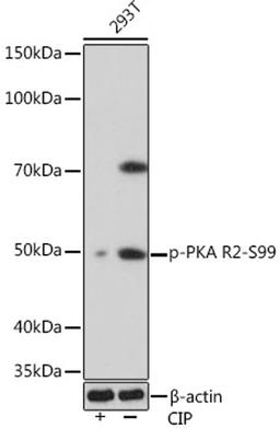 Western blot - Phospho-PKA R2-S99 Rabbit mAb (AP1034)