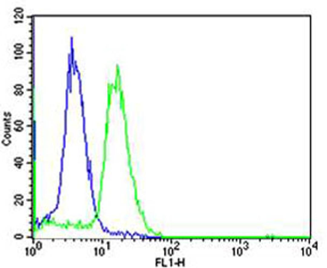 Flow cytometric analysis of Ramos cells using TCL1A Antibody (green) compared to an isotype control of rabbit IgG(blue). Antibody was diluted at 1:25 dilution. An Alexa Fluor 488 goat anti-rabbit lgG at 1:400 dilution was used as the secondary antibody.