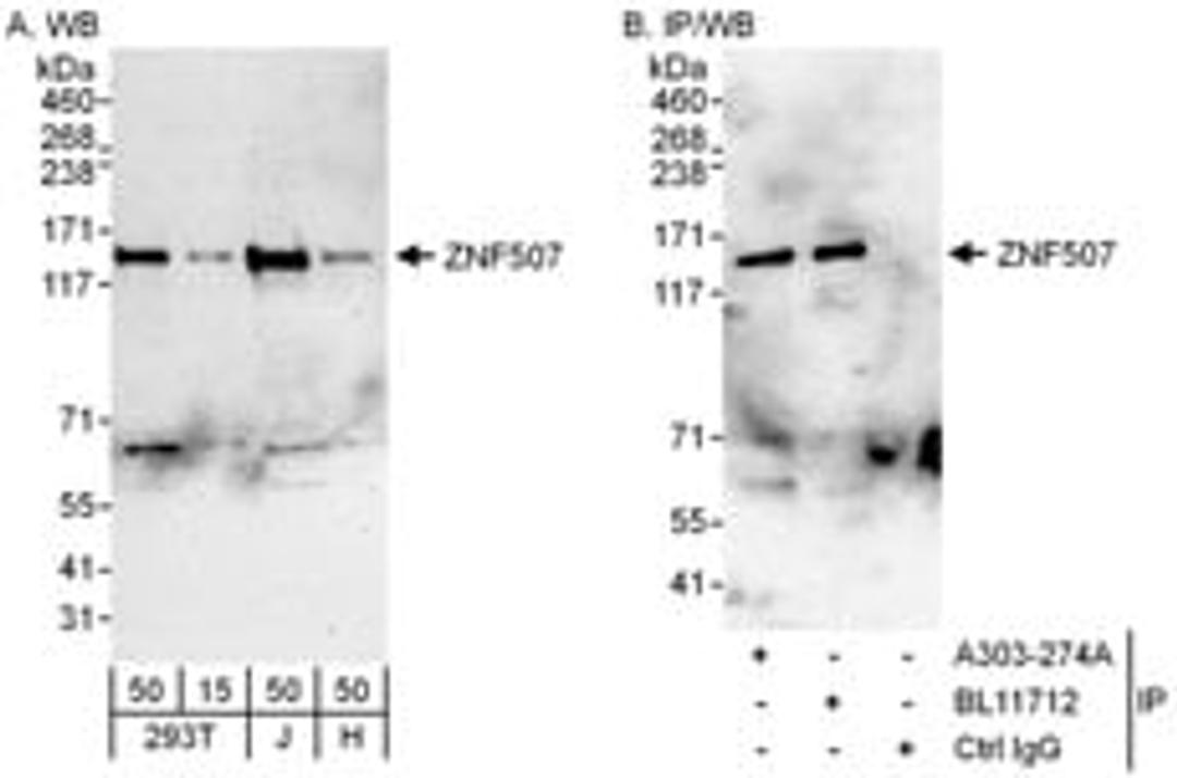 Detection of human ZNF507 by western blot and immunoprecipitation.