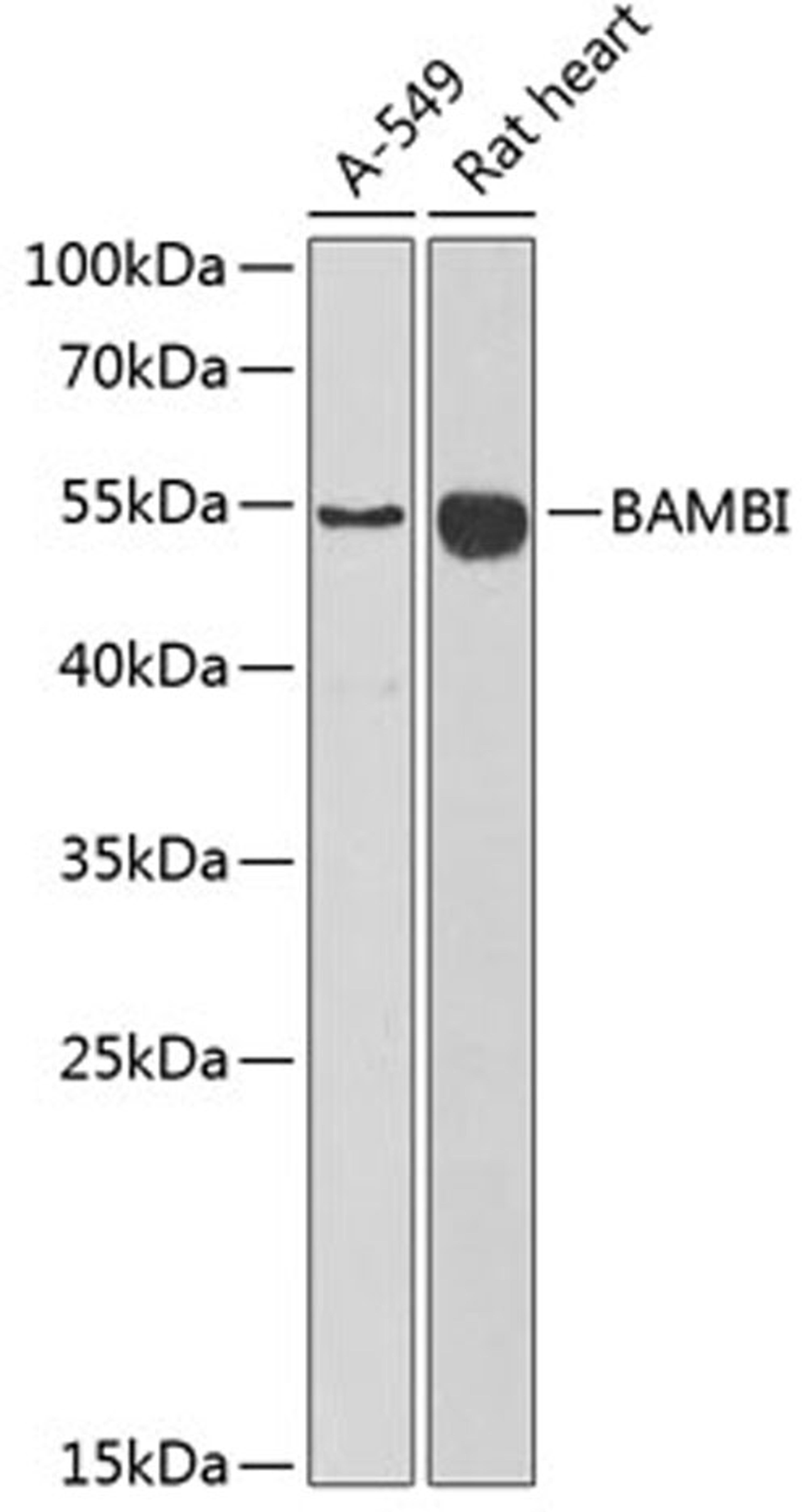 Western blot - BAMBI antibody (A6532)