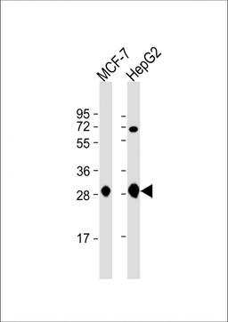 Western Blot at 1:1000 dilution Lane 1: MCF-7 whole cell lysate Lane 2: HepG2 whole cell lysate Lysates/proteins at 20 ug per lane.