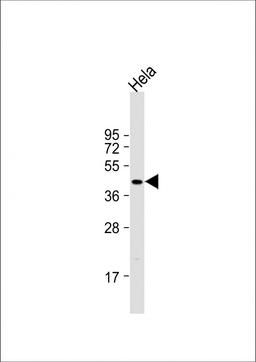 Western Blot at 1:1000 dilution + Hela whole cell lysate Lysates/proteins at 20 ug per lane.