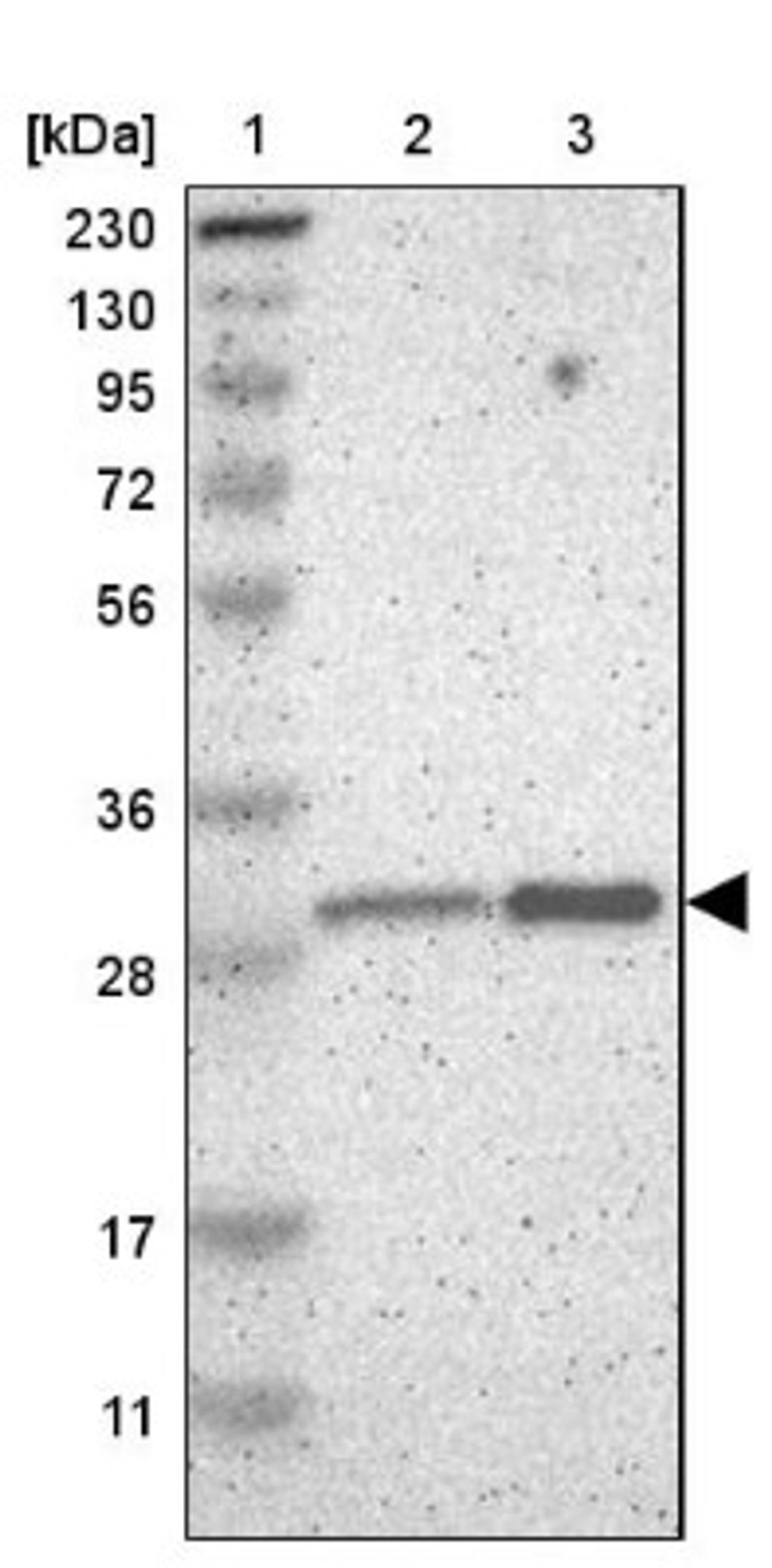 Western Blot: PSMD8 Antibody [NBP1-83254] - Lane 1: Marker [kDa] 230, 130, 95, 72, 56, 36, 28, 17, 11<br/>Lane 2: Human cell line RT-4<br/>Lane 3: Human cell line U-251MG sp