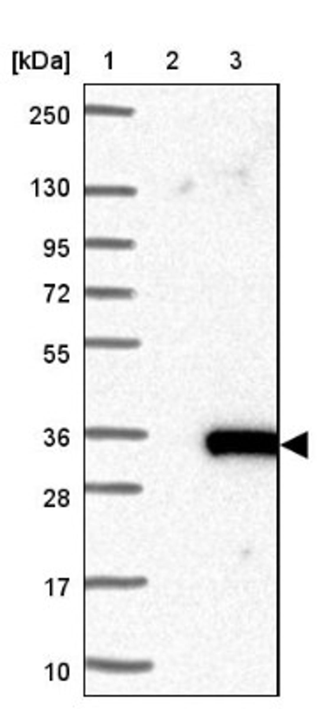 Western Blot: C9orf135 Antibody [NBP1-90685] - Lane 1: Marker [kDa] 250, 130, 95, 72, 55, 36, 28, 17, 10<br/>Lane 2: Negative control (vector only transfected HEK293T lysate)<br/>Lane 3: Over-expression lysate (Co-expressed with a C-terminal myc-DDK tag (~3.1 kDa) in mammalian HEK293T cells, LY423243)