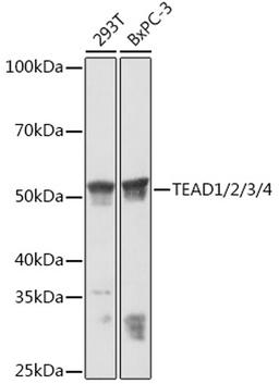 Western blot - TEAD1/2/3/4 Rabbit mAb (A5092)