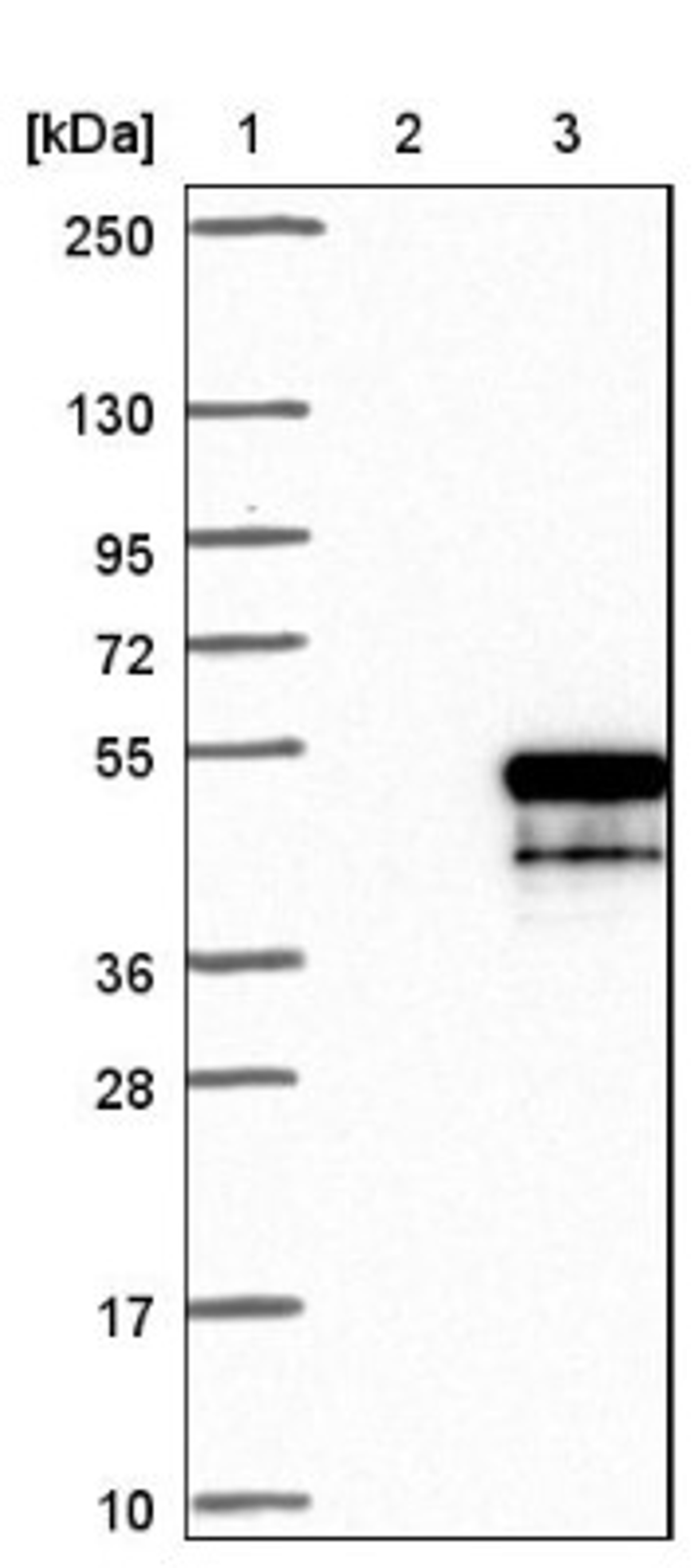 Western Blot: FAM212A Antibody [NBP1-86222] - Lane 1: Marker [kDa] 250, 130, 95, 72, 55, 36, 28, 17, 10<br/>Lane 2: Negative control (vector only transfected HEK293T lysate)<br/>Lane 3: Over-expression lysate (Co-expressed with a C-terminal myc-DDK tag (~3.1 kDa) in mammalian HEK293T cells, LY404305)