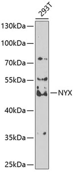 Western blot - NYX antibody (A7830)