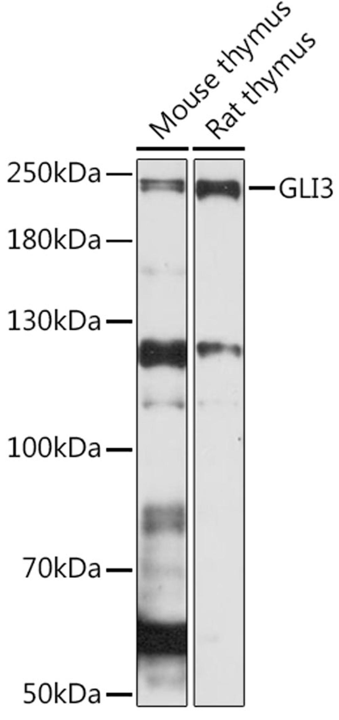 Western blot - GLI3 Rabbit pAb (A15613)