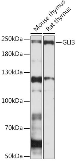 Western blot - GLI3 Rabbit pAb (A15613)