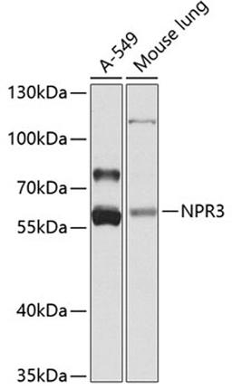 Western blot - NPR3 antibody (A8138)