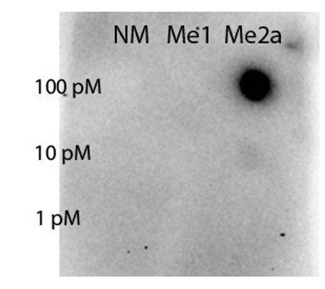 Dot Blot analysis of monomethylated and asymmetric dimethylated forms of the immunizing peptide using STAT5 R31-Me2a antibody