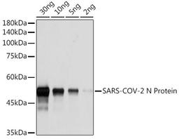 Western blot - SARS-COV-2 N Protein Rabbit pAb (A20021)