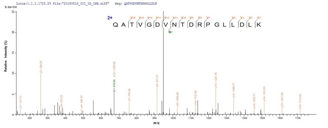 Based on the SEQUEST from database of E.coli host and target protein, the LC-MS/MS Analysis result of CSB-EP006519MO could indicate that this peptide derived from E.coli-expressed Mus musculus (Mouse) Dbi.