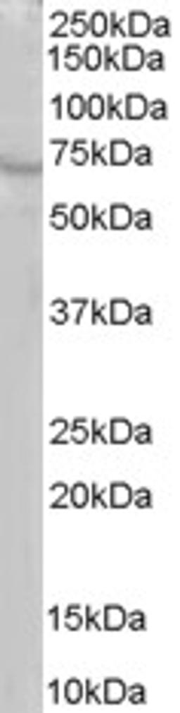 46-298 staining (1ug/ml) of human brain lysate (RIPA buffer, 35ug total protein per lane). Primary incubated for 1 hour. Detected by western blot using chemiluminescence.