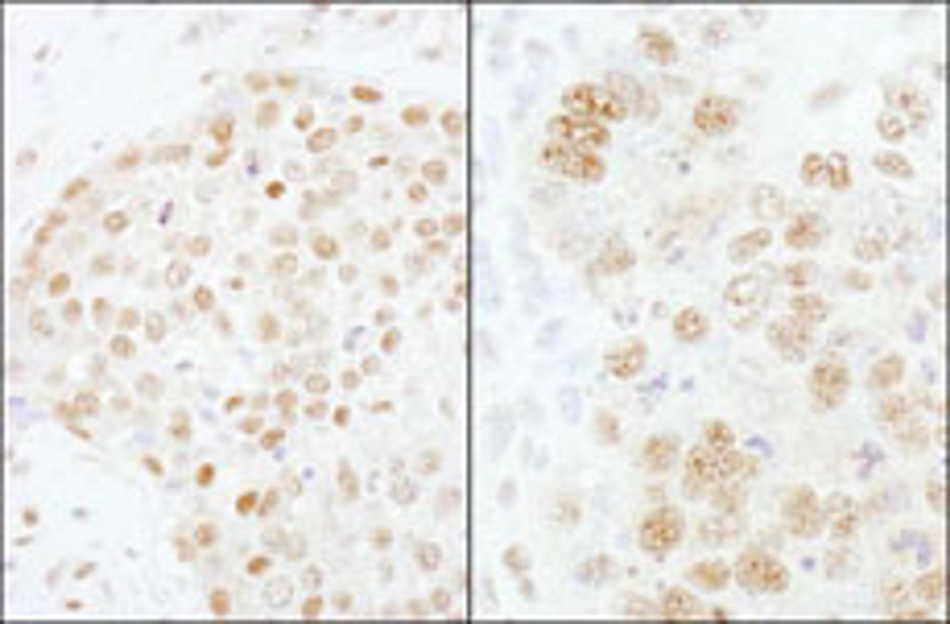 Detection of human and mouse CPSF73 by immunohistochemistry.