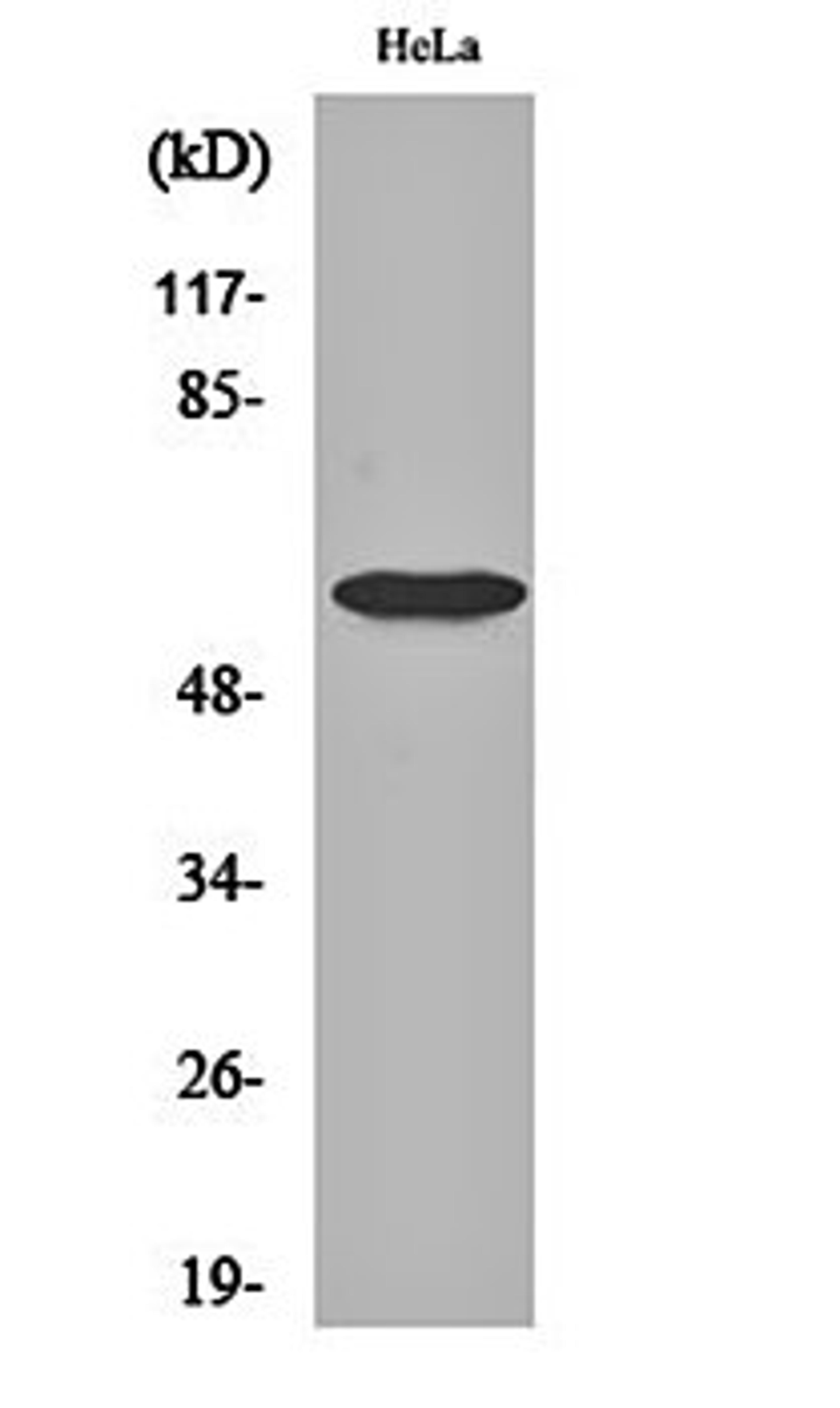 Western blot analysis of Hela cell lysates using Smad1 (phospho-S465) antibody