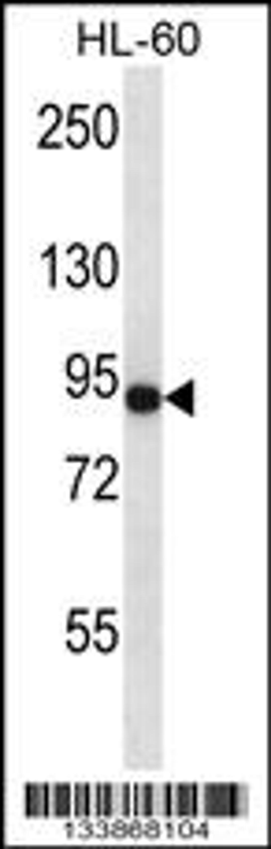 Western blot analysis in HL-60 cell line lysates (35ug/lane).