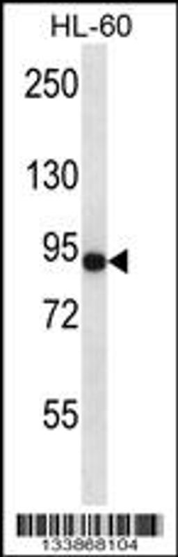 Western blot analysis in HL-60 cell line lysates (35ug/lane).