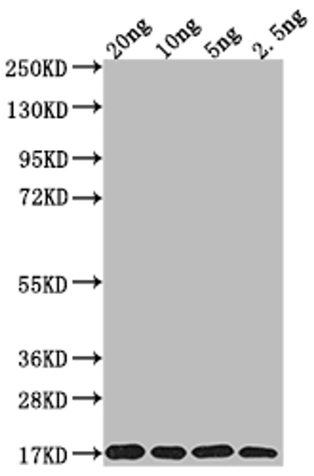 Western Blot. Positive WB detected in Recombinant protein. All lanes: MURJ antibody at 1:2000. Secondary. Goat polyclonal to rabbit IgG at 1/50000 dilution. Predicted band size: 16.8 kDa. Observed band size: 17 kDa. 