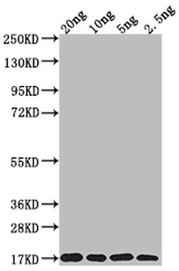 Western Blot. Positive WB detected in Recombinant protein. All lanes: MURJ antibody at 1:2000. Secondary. Goat polyclonal to rabbit IgG at 1/50000 dilution. Predicted band size: 16.8 kDa. Observed band size: 17 kDa. 