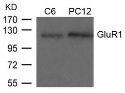 Western blot analysis of lysed extracts from C6 and PC12 cells using GluR1 (Ab-849).