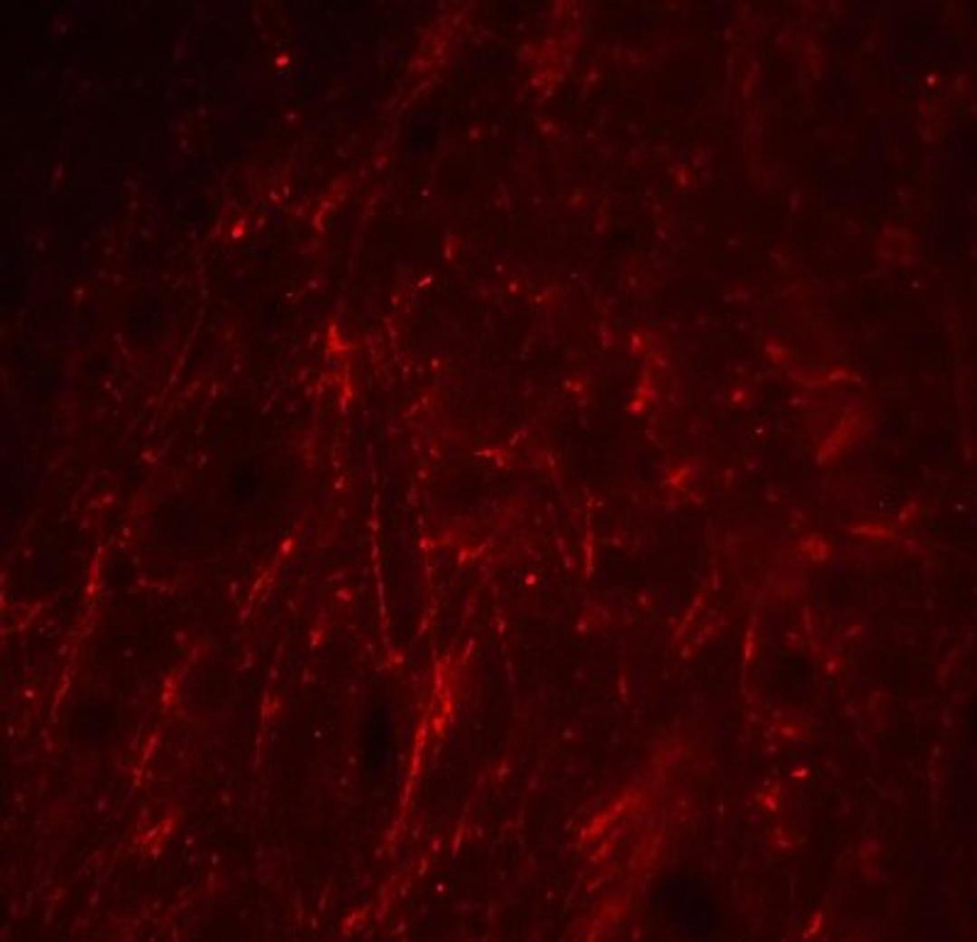 Immunofluorescence: PD-L2/B7-DC/PDCD1LG2 Antibody [NBP1-76770] - Staining of mouse brain tissue with antibody at 20 ug/ml.