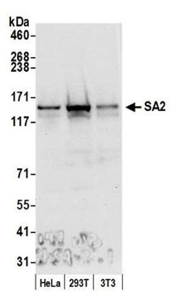 Detection of human and mouse SA2 by western blot.