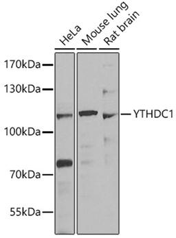 Western blot - YTHDC1 antibody (A7318)