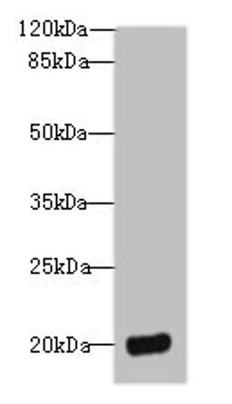 Western blot. All lanes: DEFB129 antibody at 8µg/ml + HL60 whole cell lysate. Secondary. Goat polyclonal to rabbit IgG at 1/10000 dilution. Predicted band size: 21 kDa. Observed band size: 21 kDa