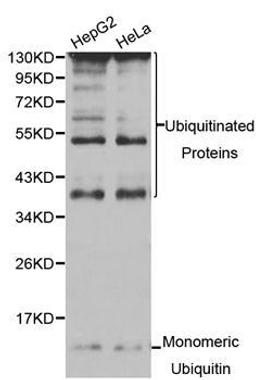 Western blot analysis of extracts of HepG2 and HeLa cell line using UBC antibody