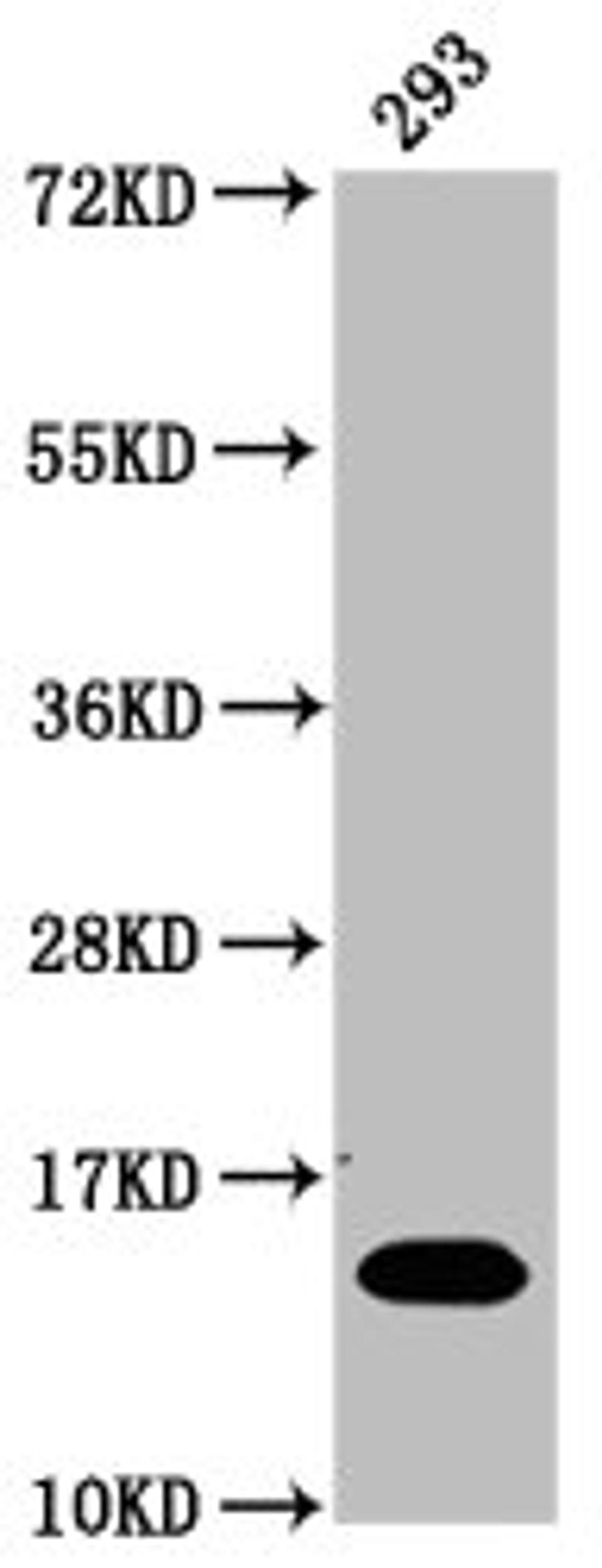 Western Blot. Positive WB detected in: 293 whole cell lysate (treated with 30mM sodium butyrate for 4h). All lanes: HIST1H2BC antibody at 1.27µg/ml. Secondary. Goat polyclonal to rabbit IgG at 1/50000 dilution. Predicted band size: 14 kDa. Observed band size: 14 kDa