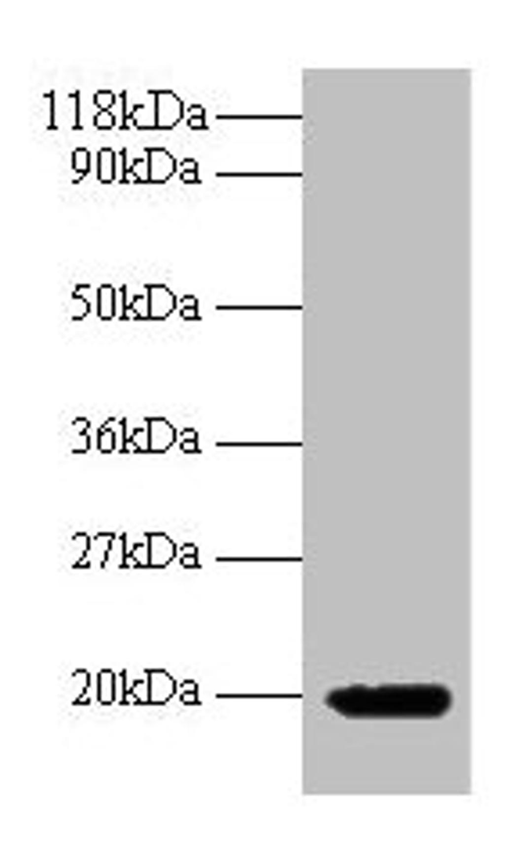 Western blot. All lanes: IFNG antibody at 2µg/ml + 293T whole cell lysate. Secondary. Goat polyclonal to rabbit IgG at 1/10000 dilution. Predicted band size: 20 kDa. Observed band size: 20 kDa