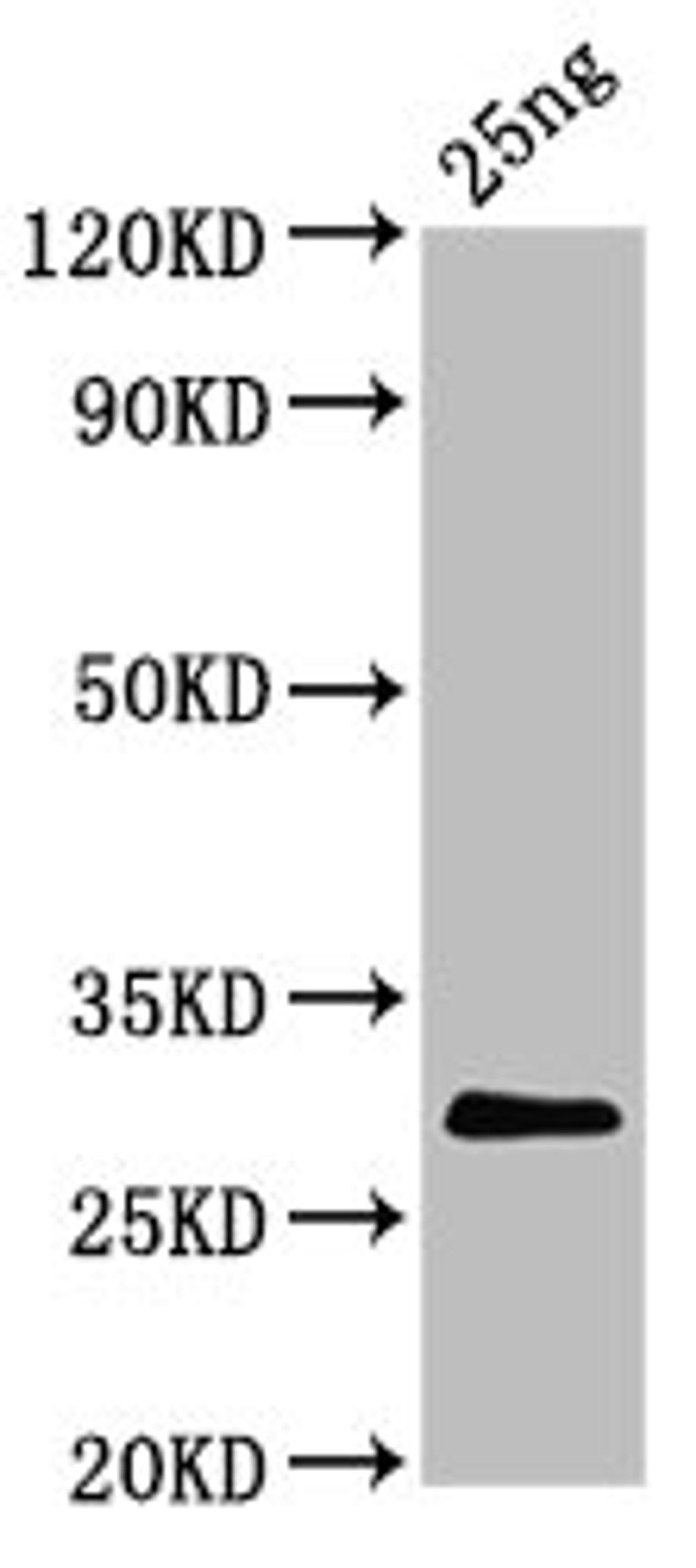 Western Blot. Positive WB detected in Recombinant protein. All lanes: S antibody at 5.7µg/ml. Secondary. Goat polyclonal to rabbit IgG at 1/50000 dilution. Predicted band size: 29 kDa. Observed band size: 29 kDa
