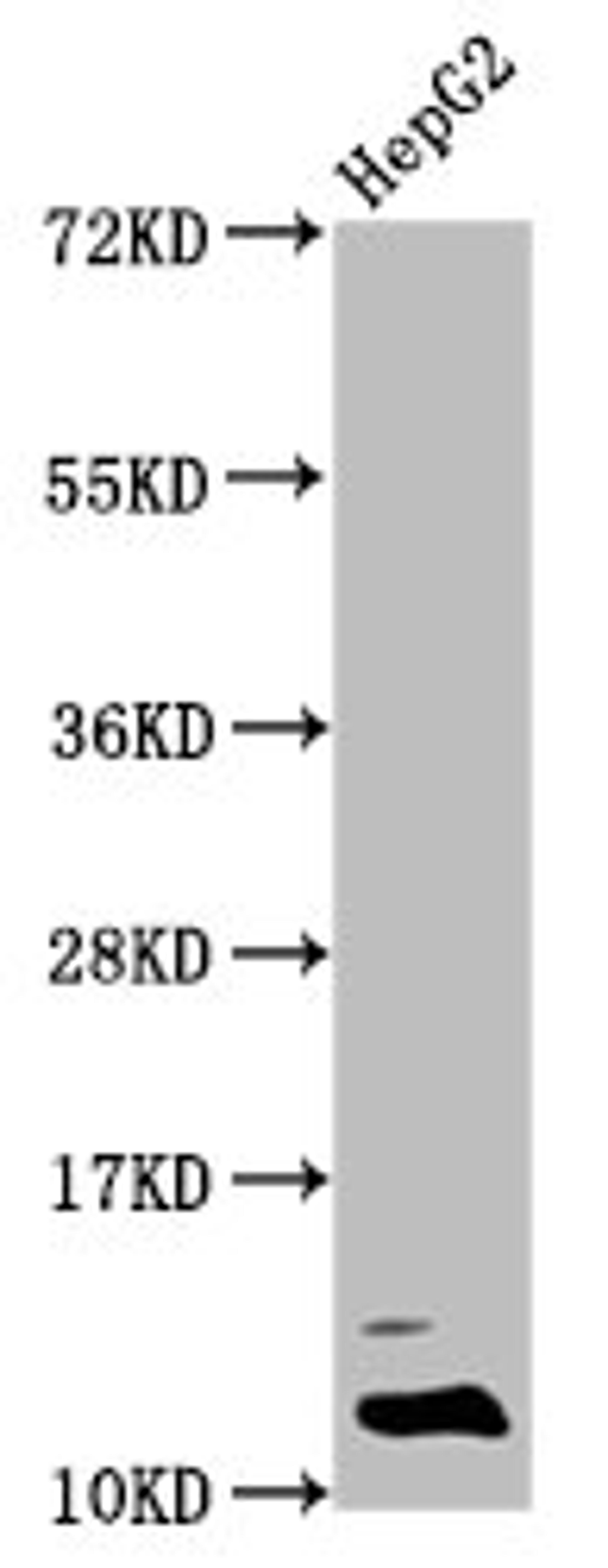 Western Blot. Positive WB detected in: HepG2 whole cell lysate (treated with 30mM sodium butyrate for 4h). All lanes: HIST1H4A antibody at 0.5µg/ml. Secondary. Goat polyclonal to rabbit IgG at 1/50000 dilution. Predicted band size: 12 kDa. Observed band size: 12 kDa