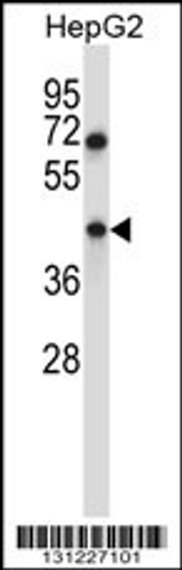 Western blot analysis in HepG2 cell line lysates (35ug/lane).