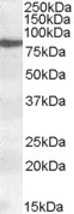 46-769 (0.2ug/ml) staining of nuclear HeLa lysate (35ug protein in RIPA buffer). Primary incubation was 1 hour. Detected by chemiluminescence.