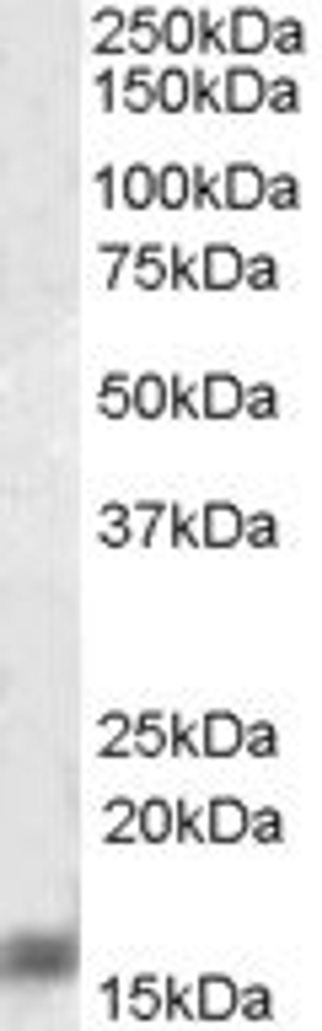 Western blot analysis of rat brain lysate probed with Goat anti Human AIF1 (AHP2024)