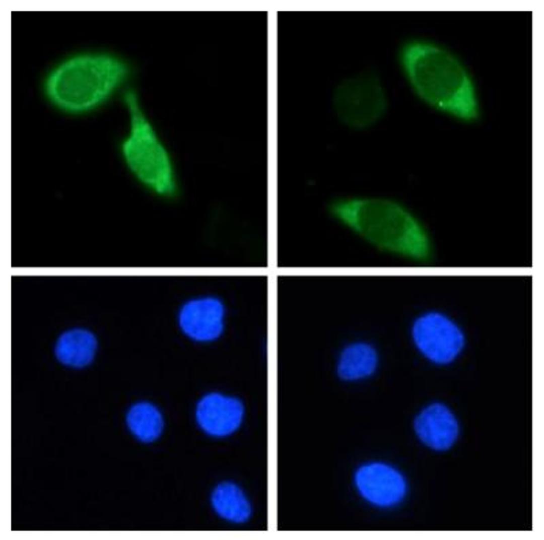 Immunocytochemistry/Immunofluorescence: Cas9 Antibody (7A9-3A3) [NBP2-36440] - Hela cells were transiently transfected with an N-terminally Flag-tagged S. pyogenes Cas9 expression vector.  The cells were stained with the Cas9 antibody followed by anti mouse-AF488 coupled secondary antibody.  Nuclei were counter-stained with Hoechst 33342.