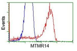 Flow Cytometry: MTMR14 Antibody (6B6) [NBP2-03077] - HEK293T cells transfected with either overexpression plasmid (Red) or empty vector control plasmid (Blue) were immunostained by anti-MTMR14 antibody, and then analyzed by flow cytometry.