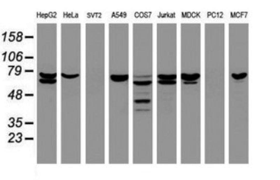 Western Blot: CCDC93 Antibody (6E11) [NBP2-45588] - Analysis of extracts (35ug) from 9 different cell lines (HepG2: human; HeLa: human; SVT2: mouse; A549: human; COS7: monkey; Jurkat: human; MDCK: canine; PC12: rat; MCF7: human).