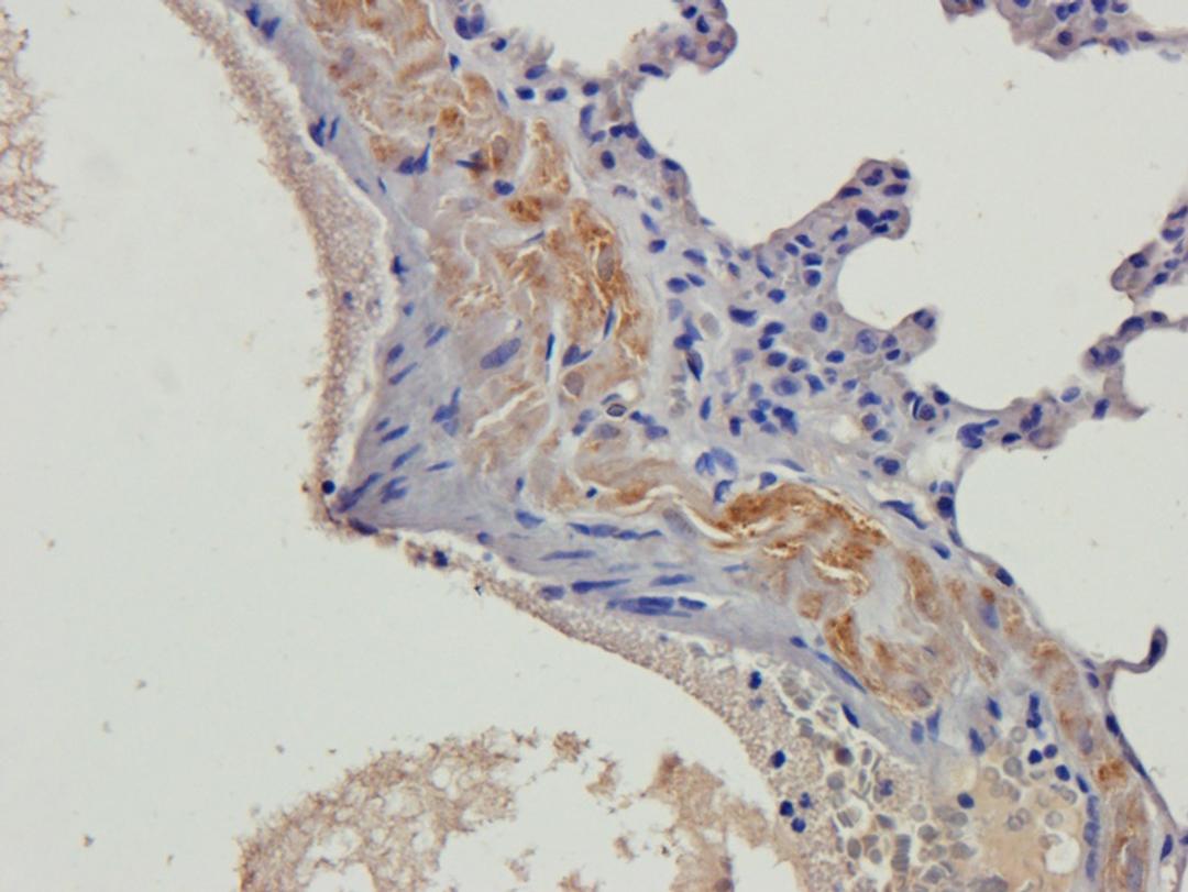 Immunohistochemical staining of paraffin embedded rat lung tissue using beta 2 Defensin antibody (2.5 ug/ml)