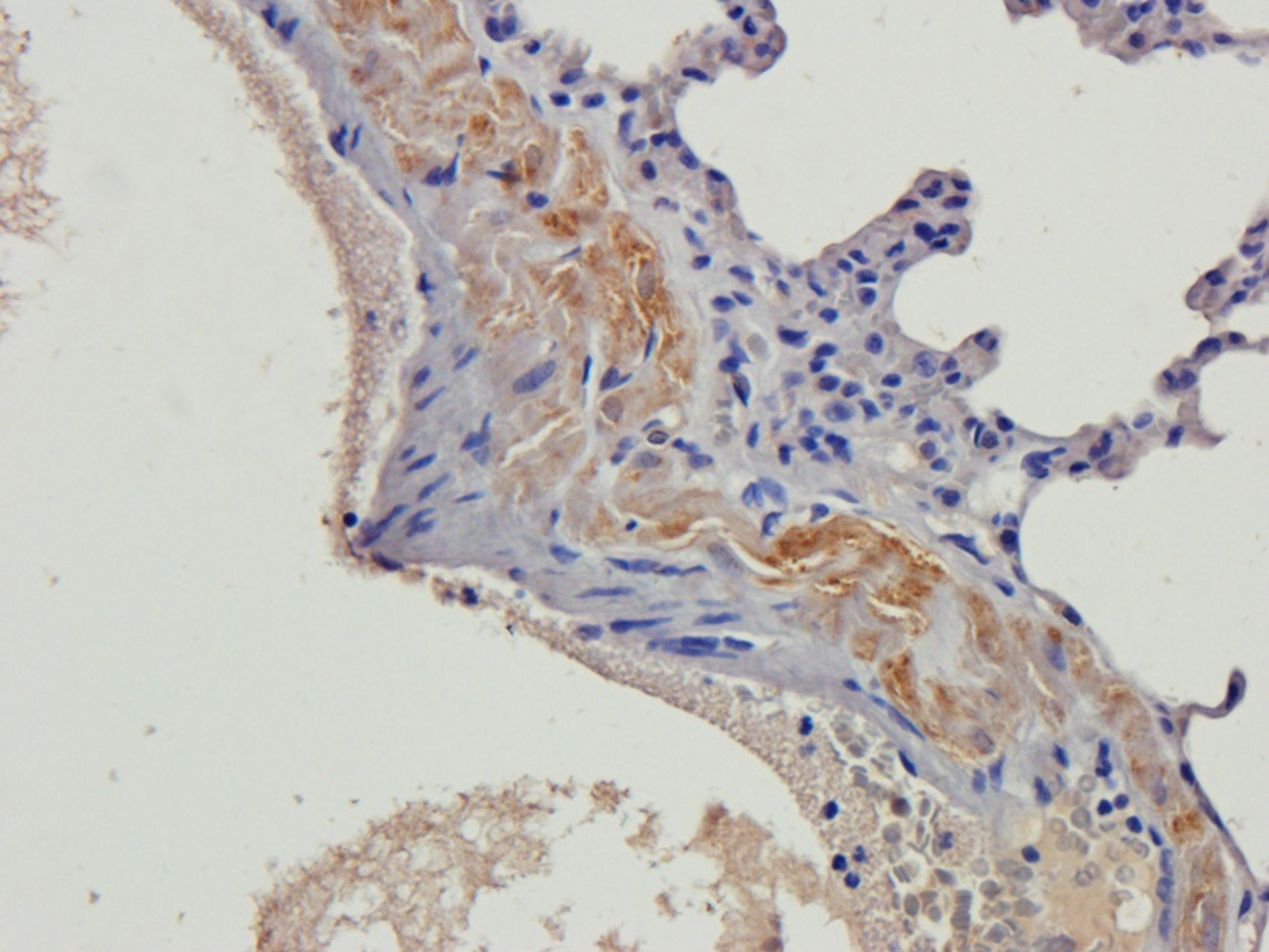 Immunohistochemical staining of paraffin embedded rat lung tissue using beta 2 Defensin antibody (2.5 ug/ml)