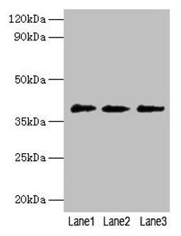 Western blot. All lanes: POU5F1 antibody at 2µg/ml. Lane 1: Jurkat whole cell lysate. Lane 2: Hela whole cell lysate. Lane 3: 293T whole cell lysate. Secondary. Goat polyclonal to rabbit IgG at 1/10000 dilution. Predicted band size: 39, 31 kDa. Observed band size: 39 kDa