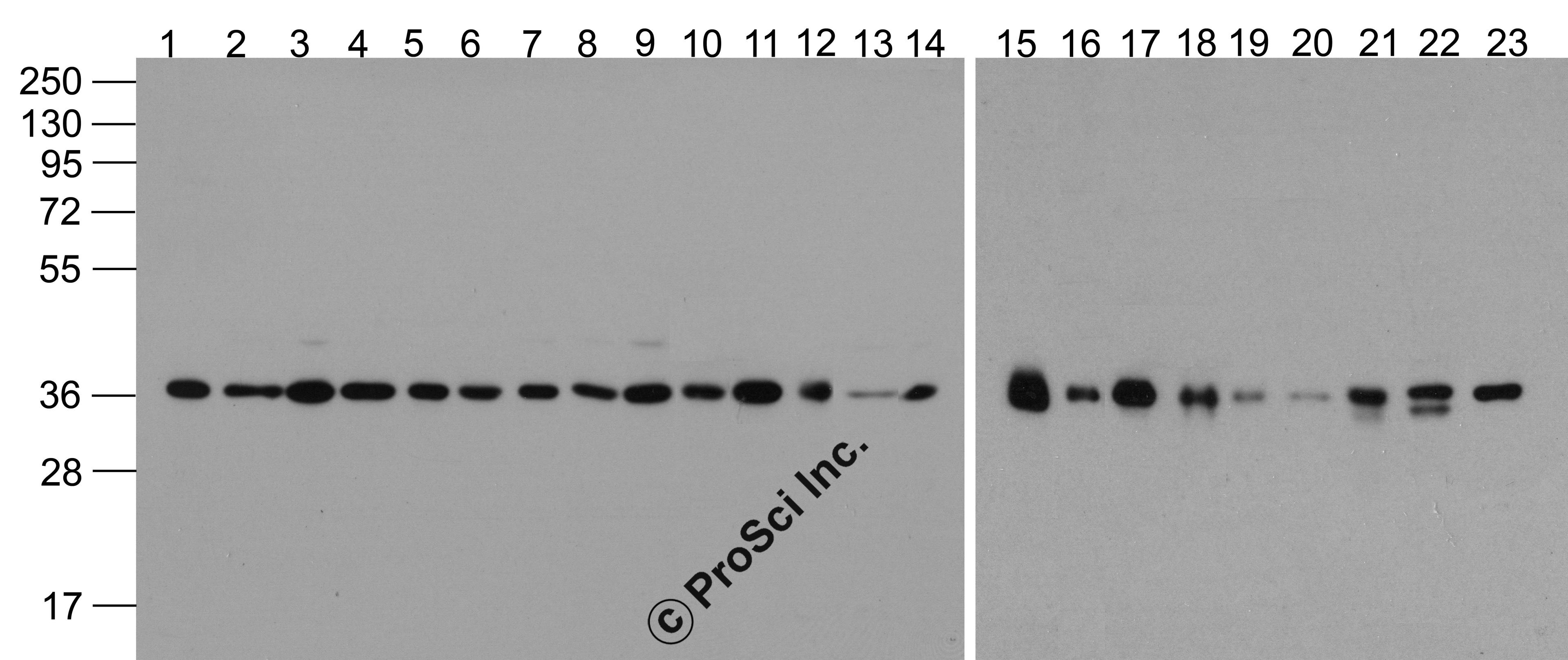 Western blot analysis of HRP-GAPDH in 293, A431, A549, Daudi, HeLa, HepG2, Jurkat, K562, MOLT4, 3T3, Raji, Ramos, THP-1, U937, human brain, mouse brain, rat brain, rabbit brain, mouse lung, rat lung, mouse liver, rat liver, and chicken small intestine lys