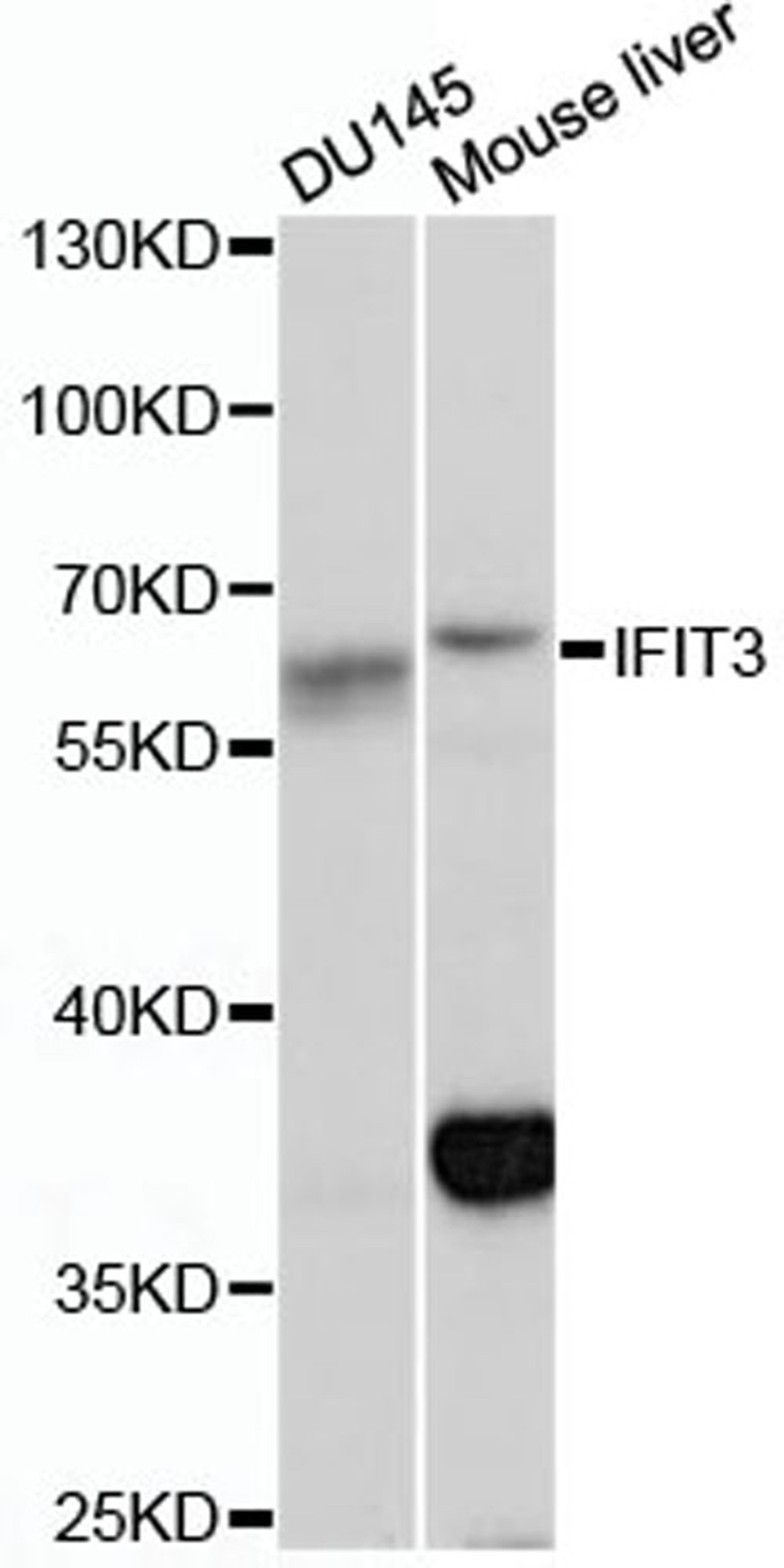 Western blot - IFIT3 antibody (A13317)