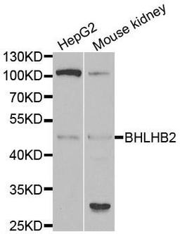 Western blot analysis of extracts of various cell lines using BHLHB2 antibody