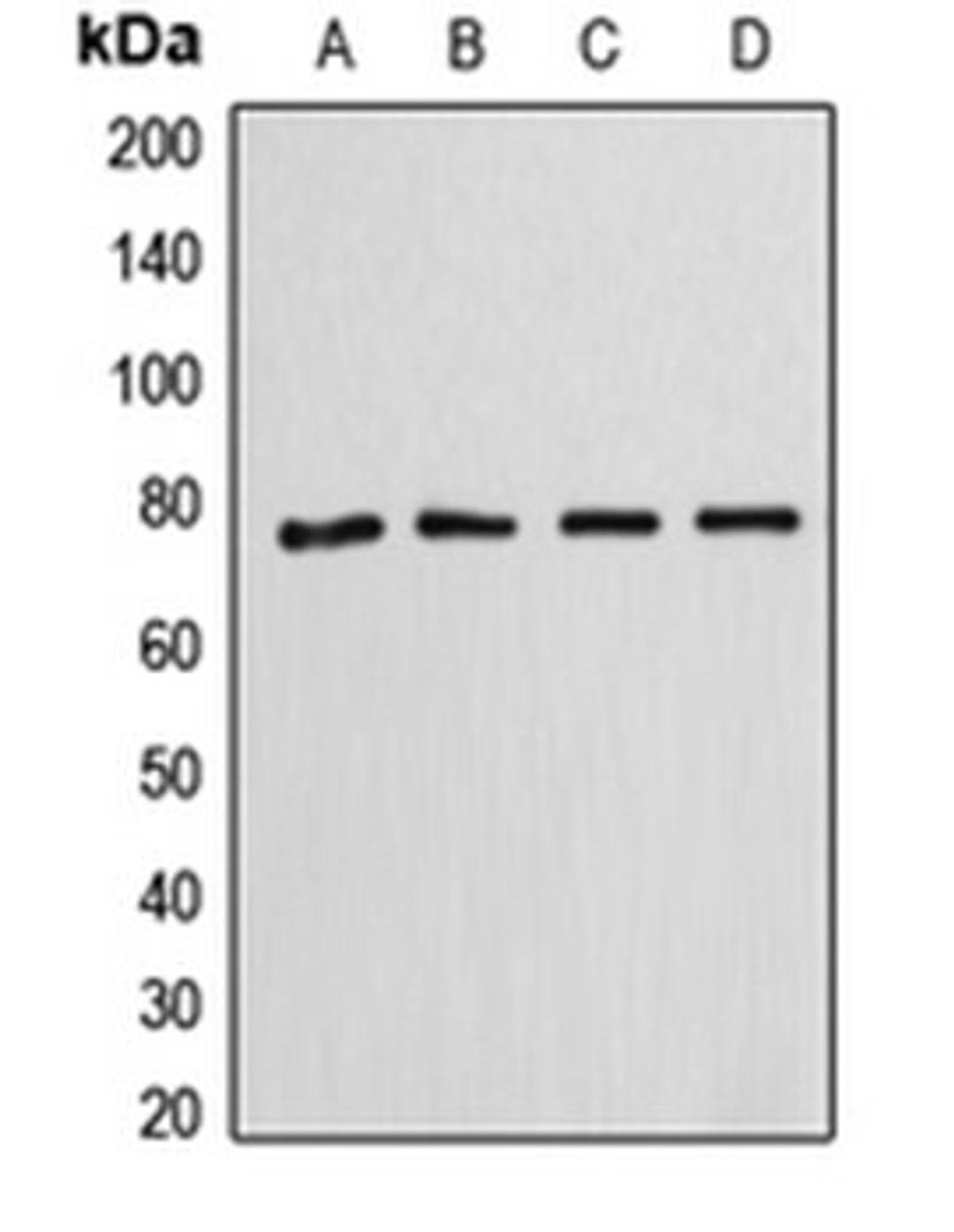 Western blot analysis of HeLa (Lane 1), SP2/0 (Lane 2), rat kidney (Lane 3), HepG2 (Lane 4) whole cell lysates using ANXA6 antibody