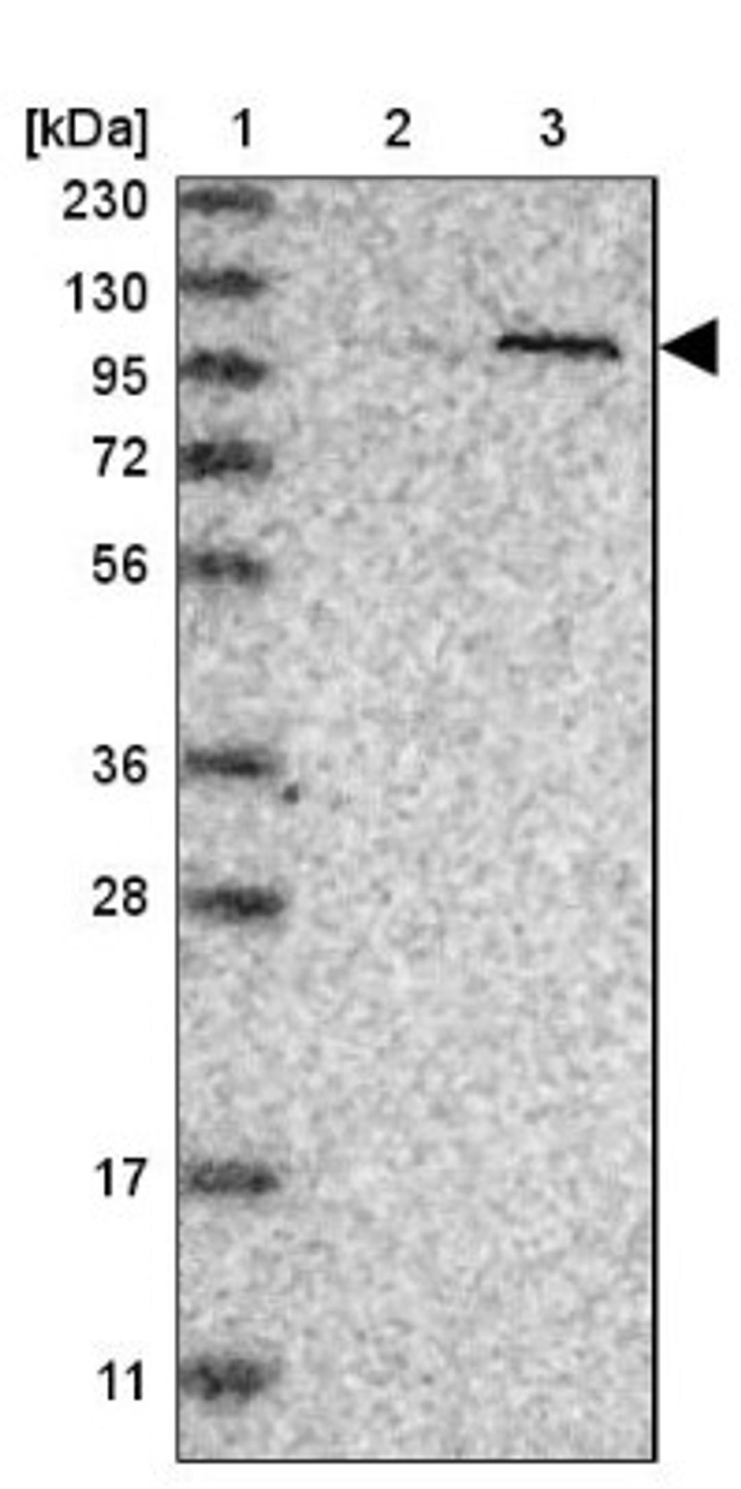 Western Blot: PWP2H Antibody [NBP1-84884] - Lane 1: Marker [kDa] 230, 130, 95, 72, 56, 36, 28, 17, 11<br/>Lane 2: Human cell line RT-4<br/>Lane 3: Human cell line U-251MG sp