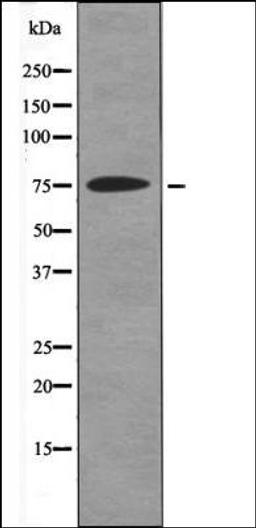 Western blot analysis of HeLa whole cell lysates using GRB2 -Phospho-Tyr614- antibody